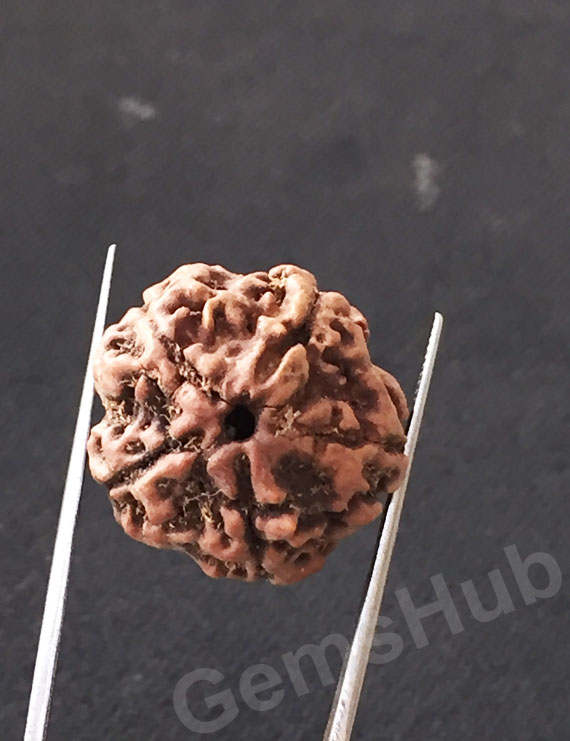 5 Mukhi Certified Nepali Rudraksha
